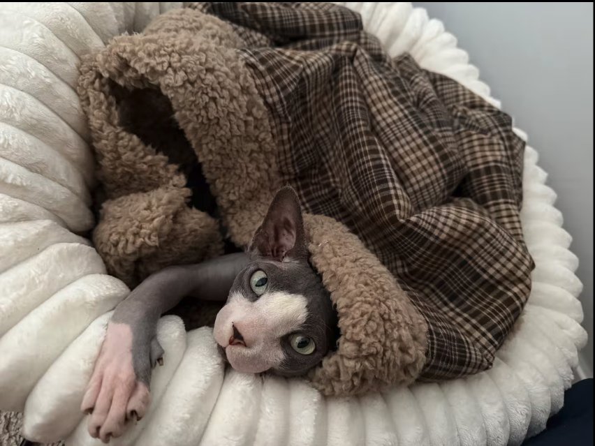 Hermi, el gato que vive en el apartamento, acurrucado en su cama
